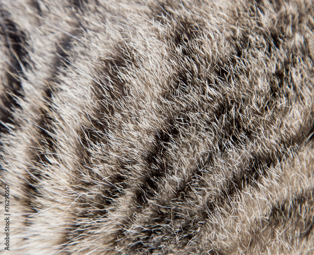 background of the cat&rsquo;s fur Stock Photo | Adobe Stock