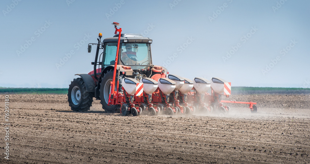 Fototapeta premium wheat sowing