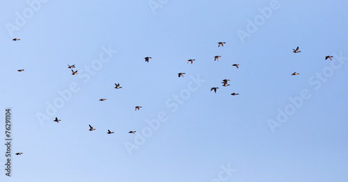 a flock of ducks on a blue sky