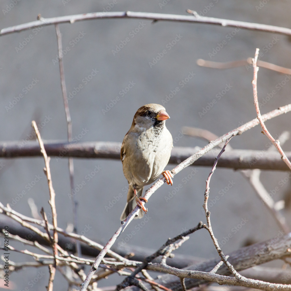 Fototapeta premium sparrow in nature