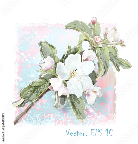 Apple flower blossoms in full bloom