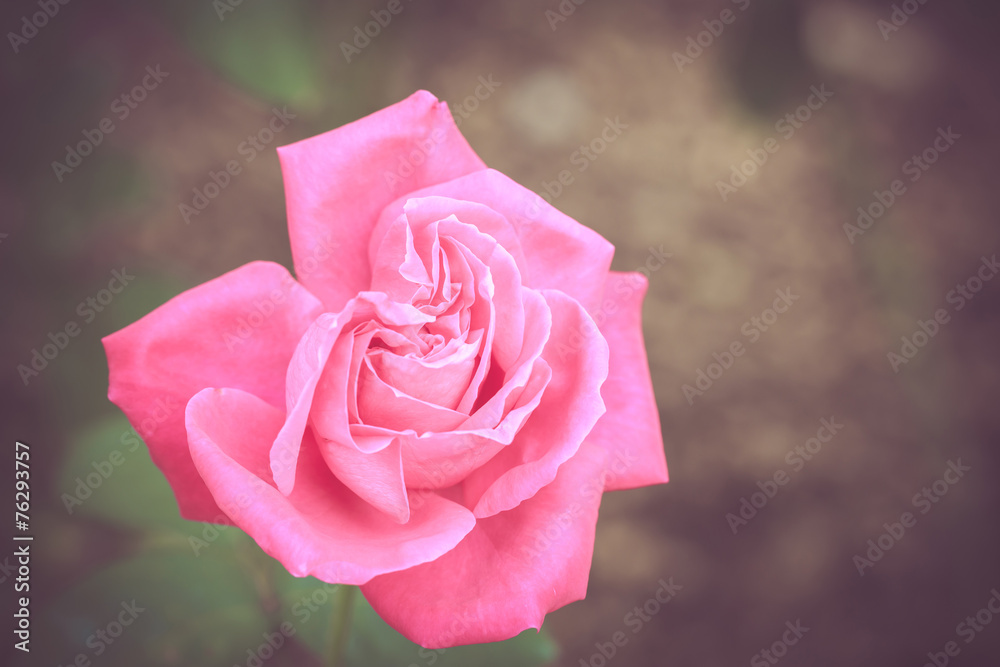 Beautiful rose flower in the garden retro color tone Beautiful rose flower in the garden retro color tone