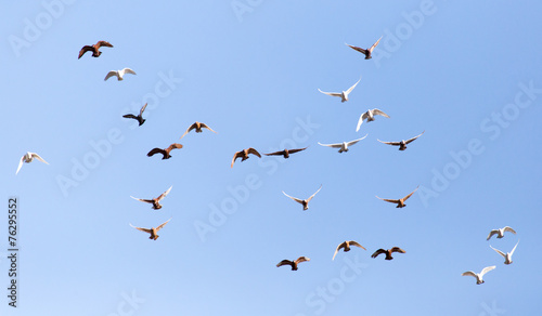 Pigeons on a background of blue sky