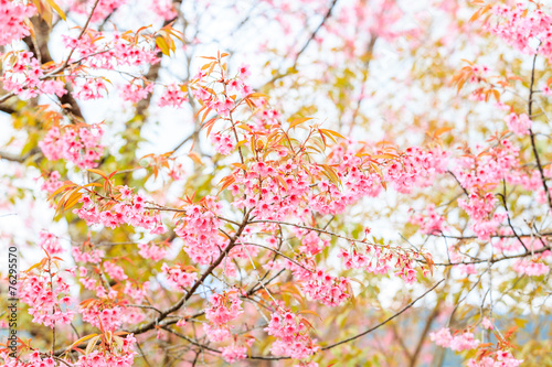 Wild Himalayan Cherry spring blossom