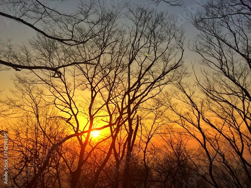 branch tree on sunrise or sunset © nasruleffendy