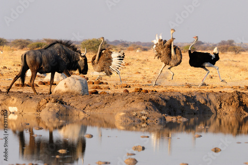 Wildebeest and ostriches