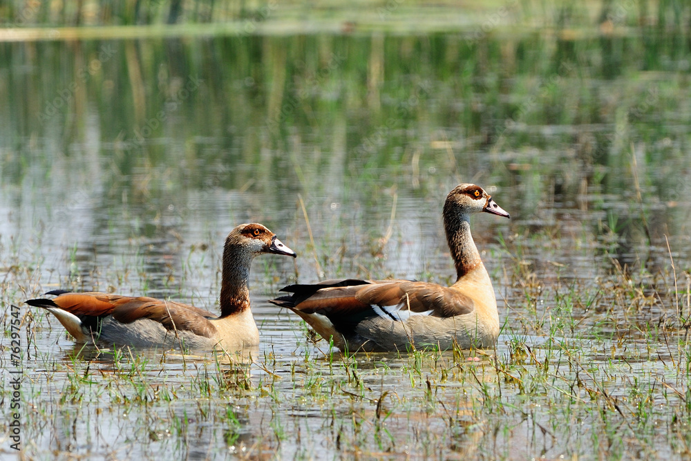 Fototapeta premium Couple of Egyptian geese