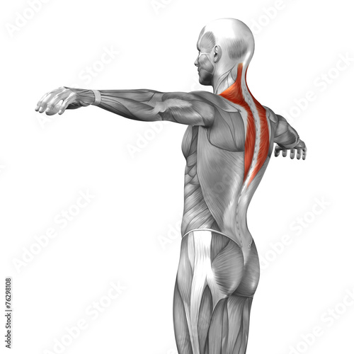 Conceptual 3D anatomy muscle isolated © high_resolution