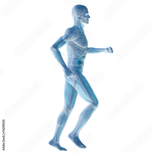 3D human male anatomy isolated