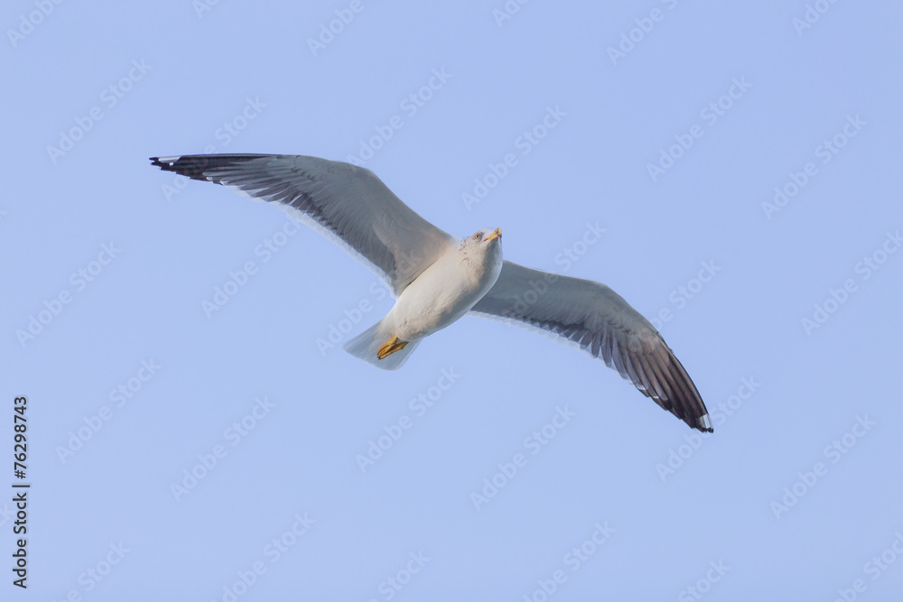 Seagull fly 8 Seagull fly 8