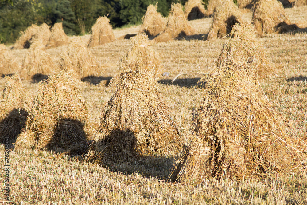 Obraz premium sheaves of oats on the field