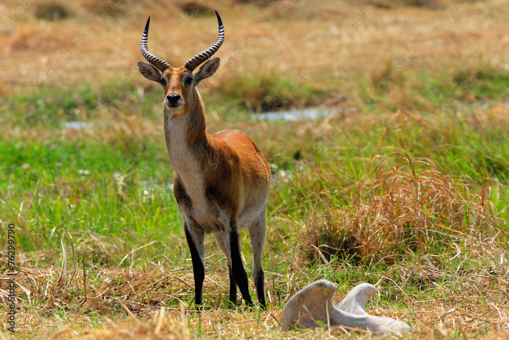 Male lechwe Male lechwe