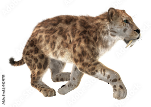 Fototapeta Naklejka Na Ścianę i Meble -  Big Cat Smilodon