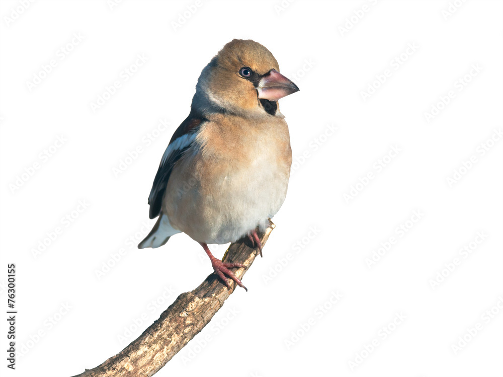 Obraz premium Hawfinch on white