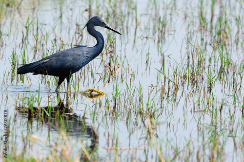 Slaty egret