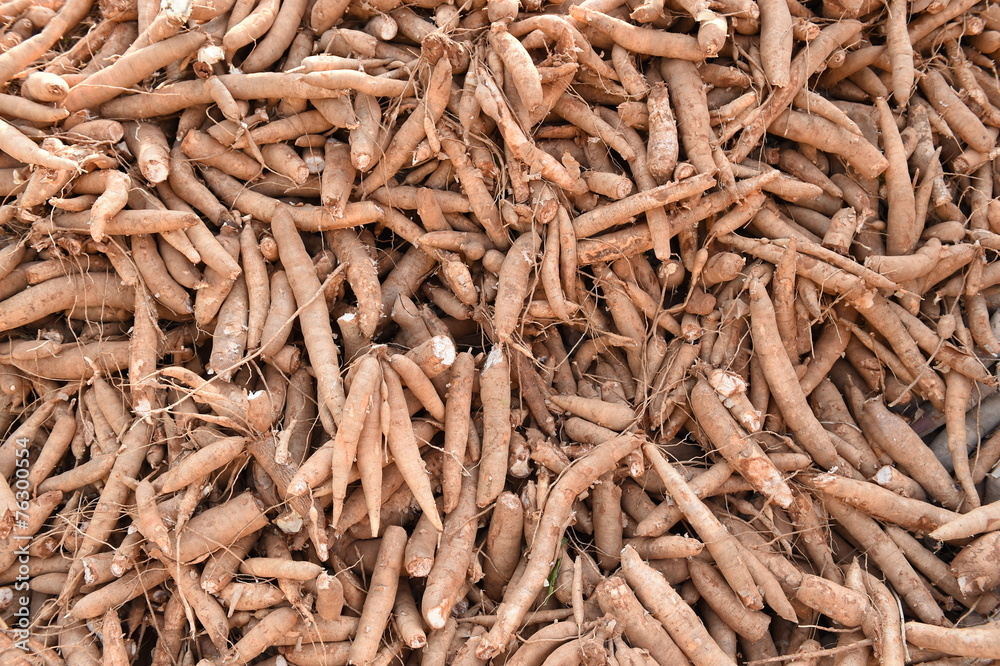 Many cassavas for sell in the market, Closeup detail Many cassavas for sell in the market, Closeup detail