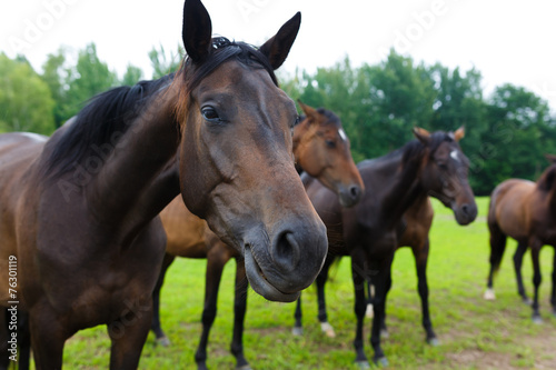 Group of horses outside horse ranch © castenoid