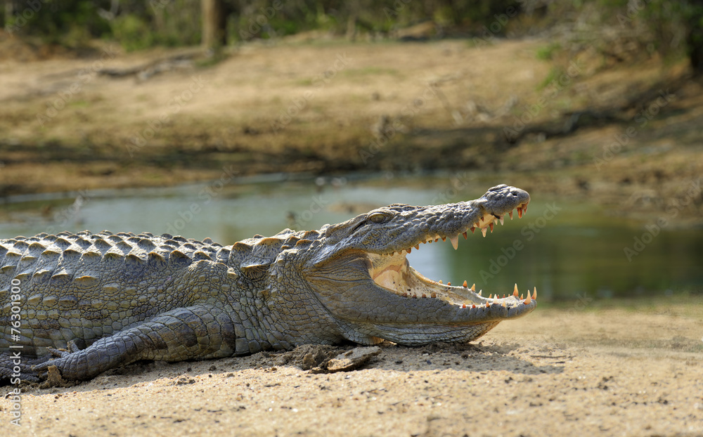 Naklejka premium Crocodile