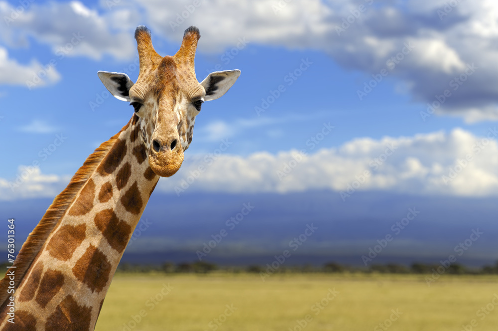 Obraz premium Giraffe