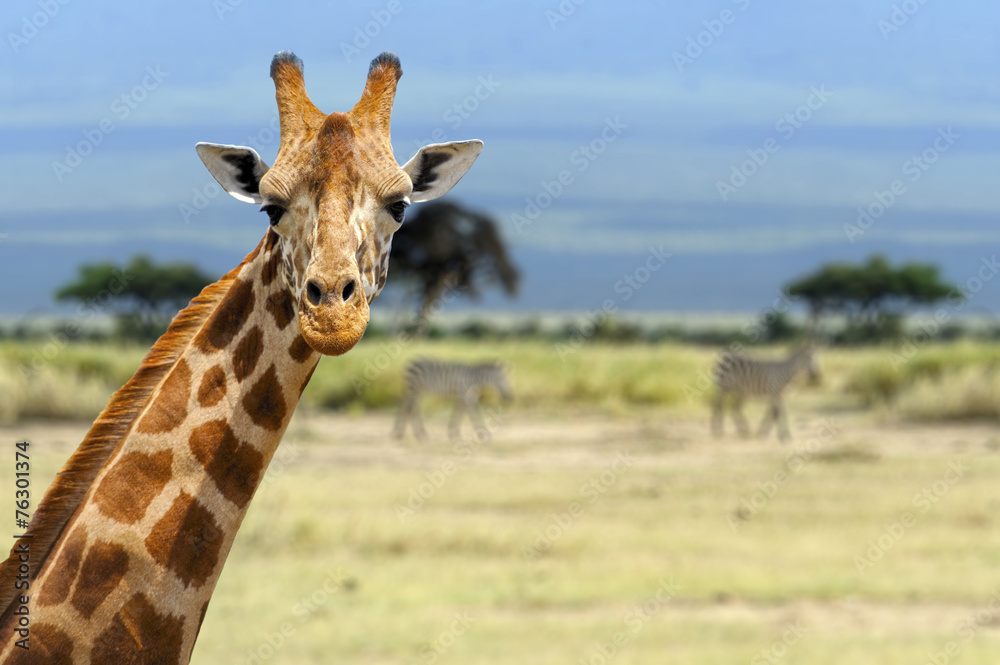 Fototapeta premium Żyrafa