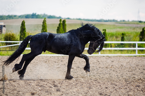Running frisian horse