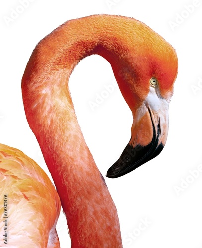 American Flamingo - Phoenicopterus ruber photo