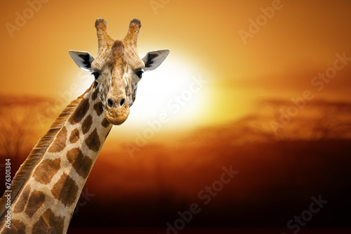Giraffe © byrdyak