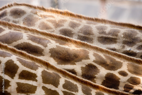 Skin and feather Giraffe. photo