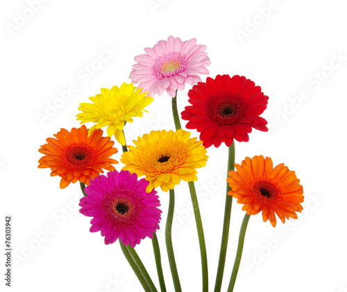 gerbera daisies