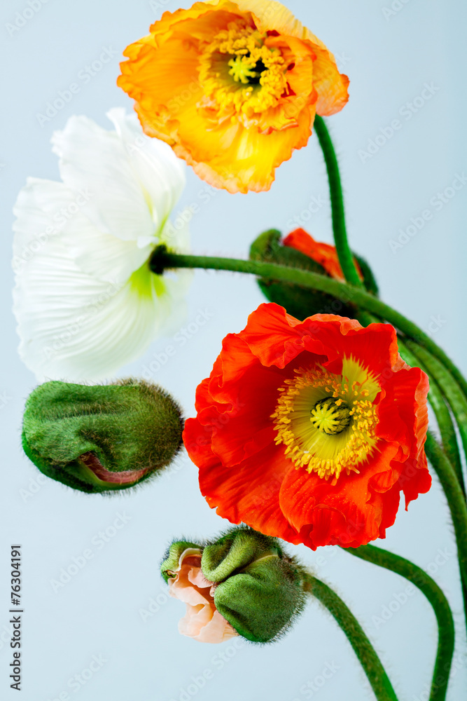 Fototapeta premium Poppy Flowers
