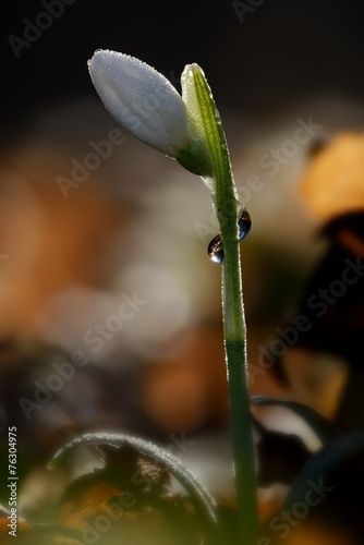 Bucaneve-snowdrop photo