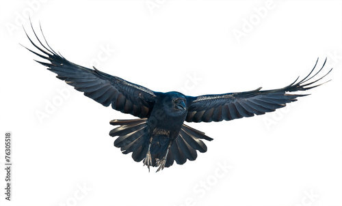 Raven in flight on white