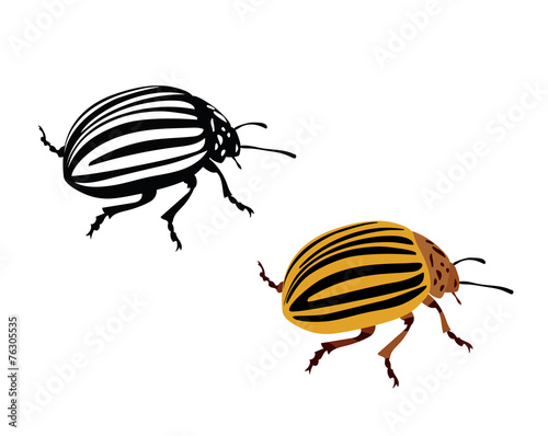 colorado potato beetle - vector illustration