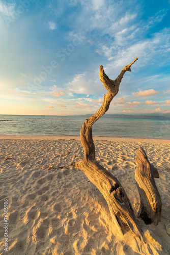 Braided tree on beach at sunset