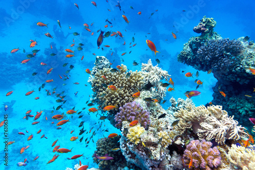 coral reef with exotic fishes anthias in tropical sea