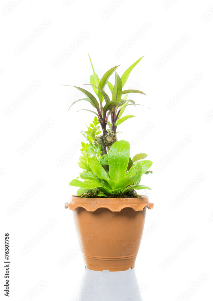 Small tree in pot isolated Small tree in pot isolated