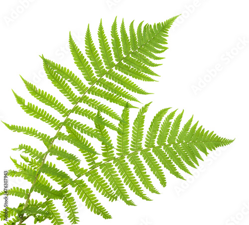 ferns isolated on white, cutout