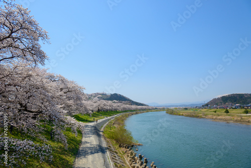 Cherry blossoms along Shiroishi river (Shiroishigawa tsutsumi Se © Scirocco340
