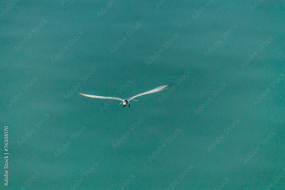 Flying seagull. Flying seagull.