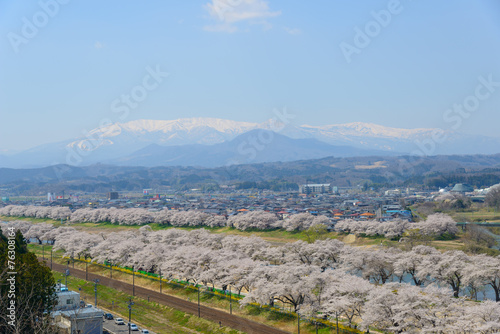 Cherry blossoms along Shiroishi river (Shiroishigawa tsutsumi Se photo