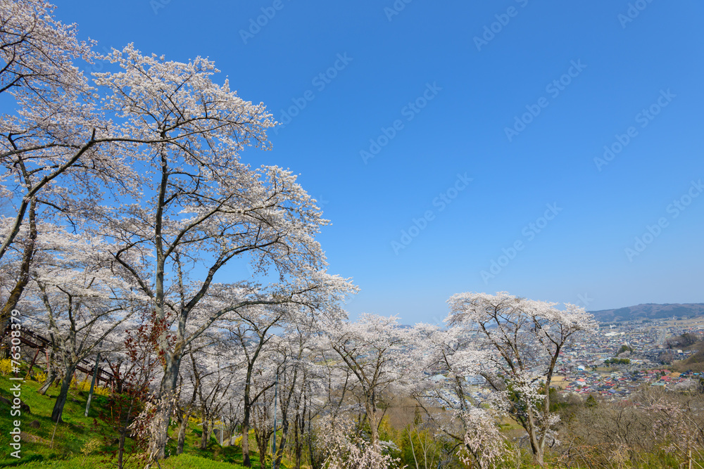 Cherry blossoms at Funaoka Castle Park in Miyagi, Japan Cherry blossoms at Funaoka Castle Park in Miyagi, Japan