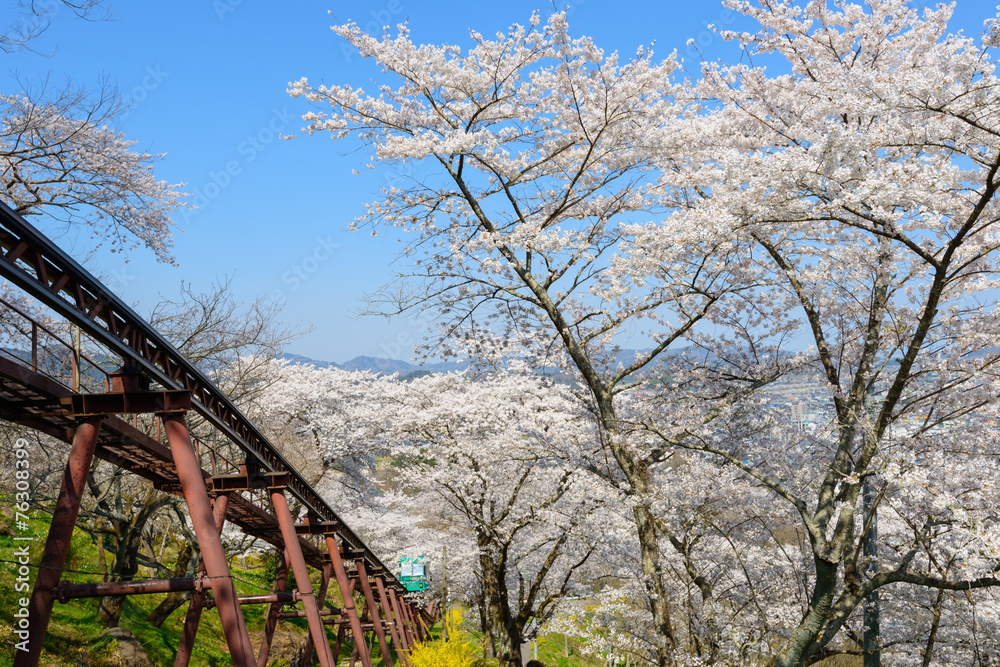 Cherry blossoms at Funaoka Castle Park in Miyagi, Japan