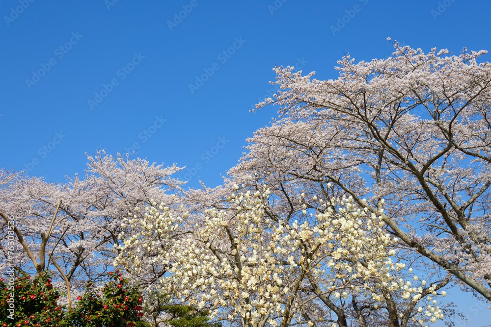 Cherry blossoms at Funaoka Castle Park in Miyagi, Japan Cherry blossoms at Funaoka Castle Park in Miyagi, Japan