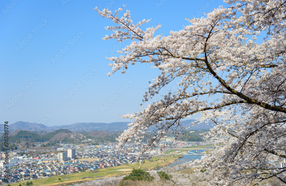 Cherry blossoms at Funaoka Castle Park in Miyagi, Japan Cherry blossoms at Funaoka Castle Park in Miyagi, Japan