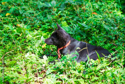 Black native Thai dog on green grass