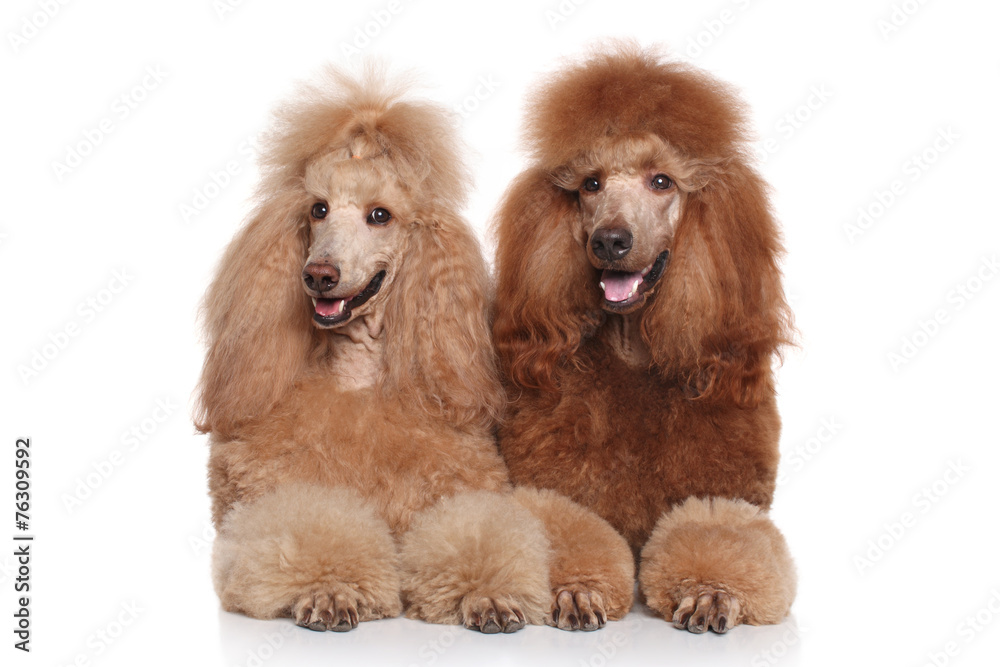 Two brown Standard Poodles