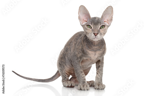 Don Sphynx kitten photo