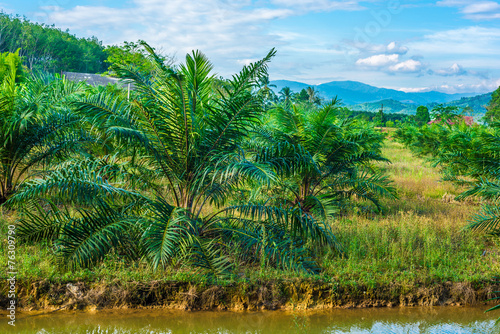 Oil Palm Plantation blue sky