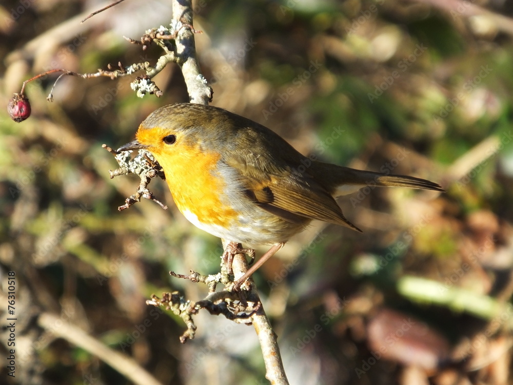 Fototapeta premium Robin
