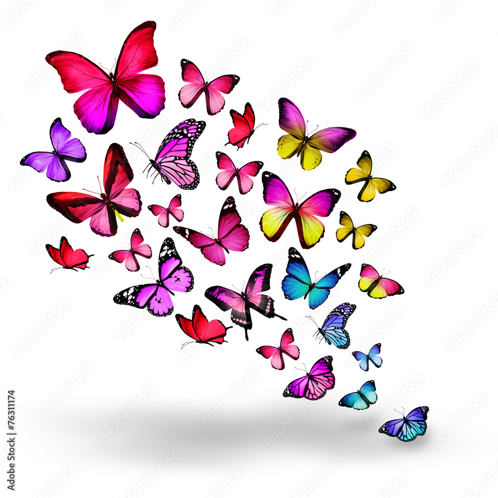 Many different butterflies, isolated on white background Many different butterflies, isolated on white background